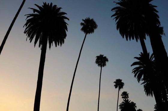 Пальмы в Лос-Анджелесе на фоне заката 