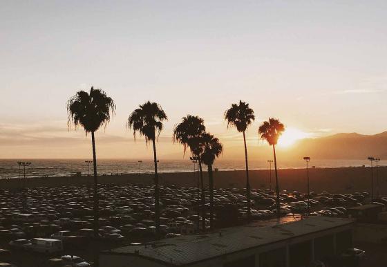 Пальмы на фоне Атлантического океана в Лос-Анджелесе на побережье Санта-Моники