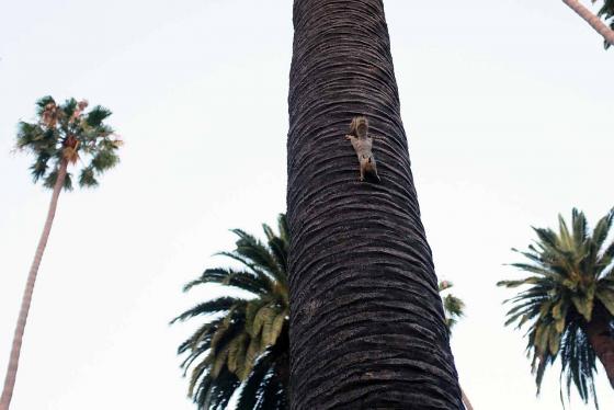 Белка бегает по пальме в Лос-Анджелесе фотография 