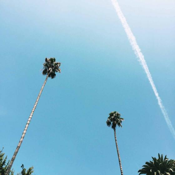Пальмы на фоне голубого неба в Лос-Анджелесе в Америке