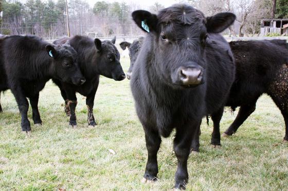 Быки блэк ангус (black angus) стая