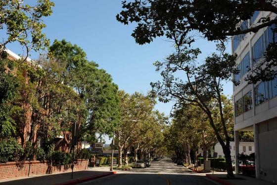 Пустая улица с деревьями в Лос-Анджелесе в Америке