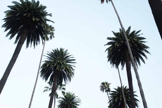 Высокие пальмы на фоне неба в Лос-Анджелесе