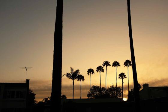 Пальмы на фоне заката в Лос-Анджелесе в Америке
