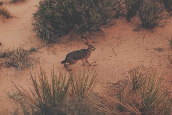 Пустынный заяц рядом с отелем Amangiri в штате Юта